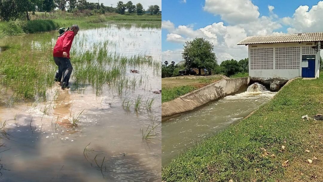 ฝนทิ้งช่วงนาน ชลประทานเร่งสูบน้ำช่วยชาวนา ป้องกันต้นข้าว 2 พันไร่เสียหาย