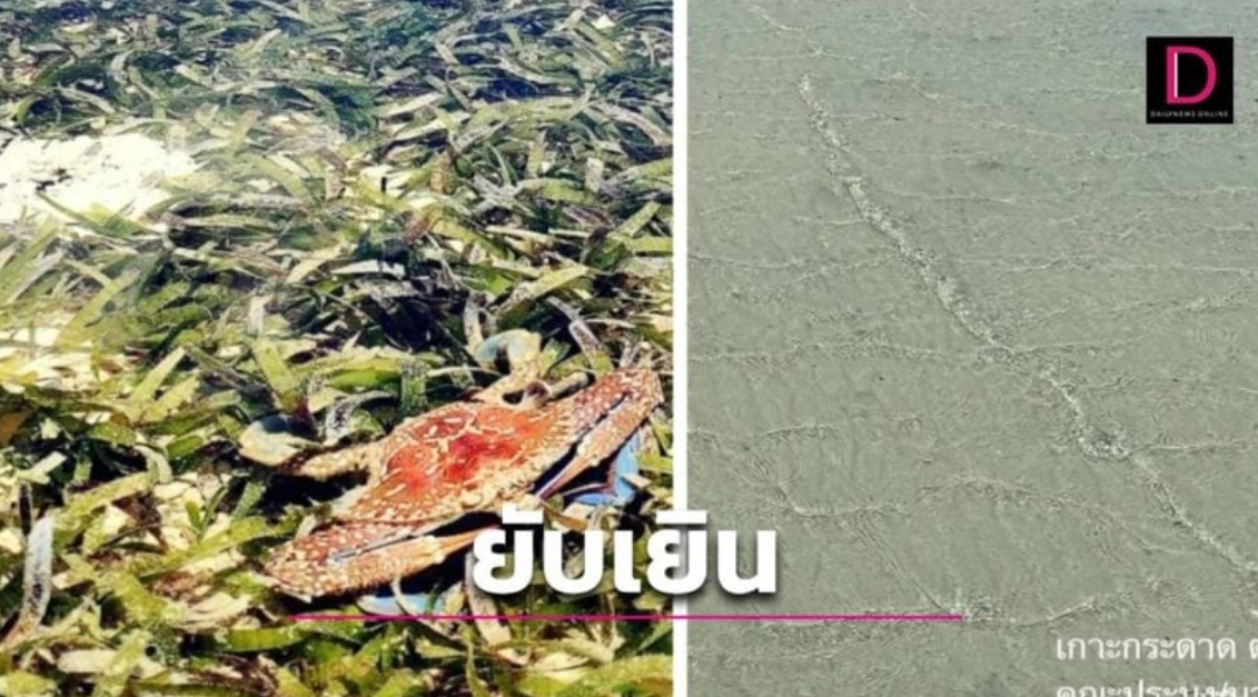 2ปีทะเลเดือดส่งผลร้ายแรงแหล่งหญ้าทะเลที่พบสัตว์กว่า50ชนิด ไร้ปู-หญ้ามีแต่ทรายโล้น.