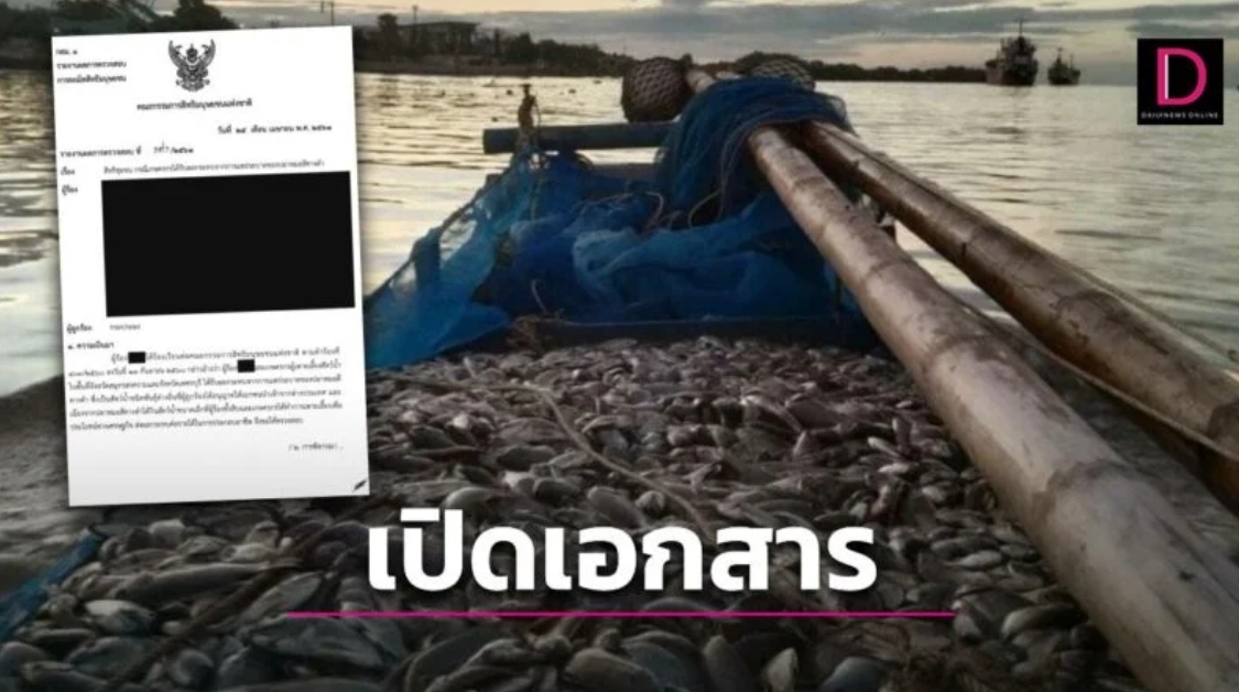 เปิดเอกสาร กสม. เจาะข้อมูล ‘ปลาหมอคางดำ’ โผล่ไทยปีไหนแน่ ใครอนุญาตนำเข้า?