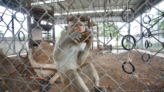 จับลิงลพบุรี 300 ตัว อาหารพอเลี้ยงแค่ 3 เดือน