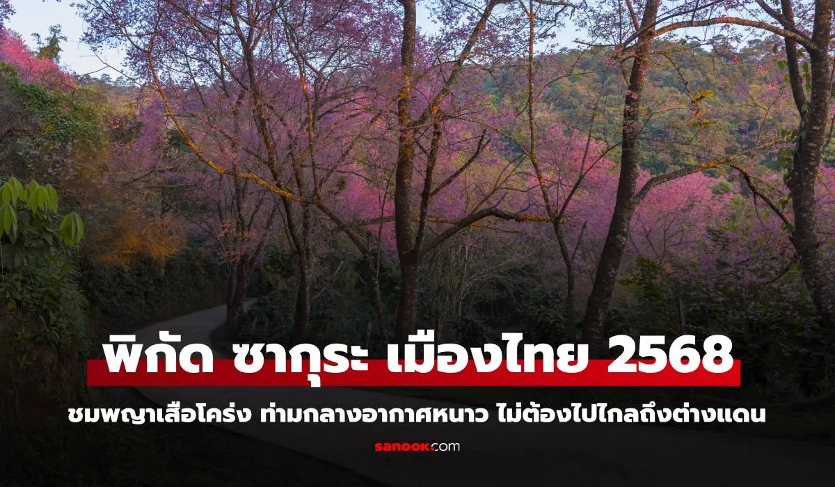 5 พิกัด ซากุระเมืองไทย 2568 ชมพญาเสือโคร่ง