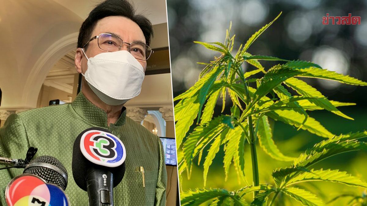 'จุรินทร์' ยันชัดจุดยืนพรรคประชาธิปัตย์ ไม่เอากัญชาเสรี หนุนใช้เพื่อการแพทย์