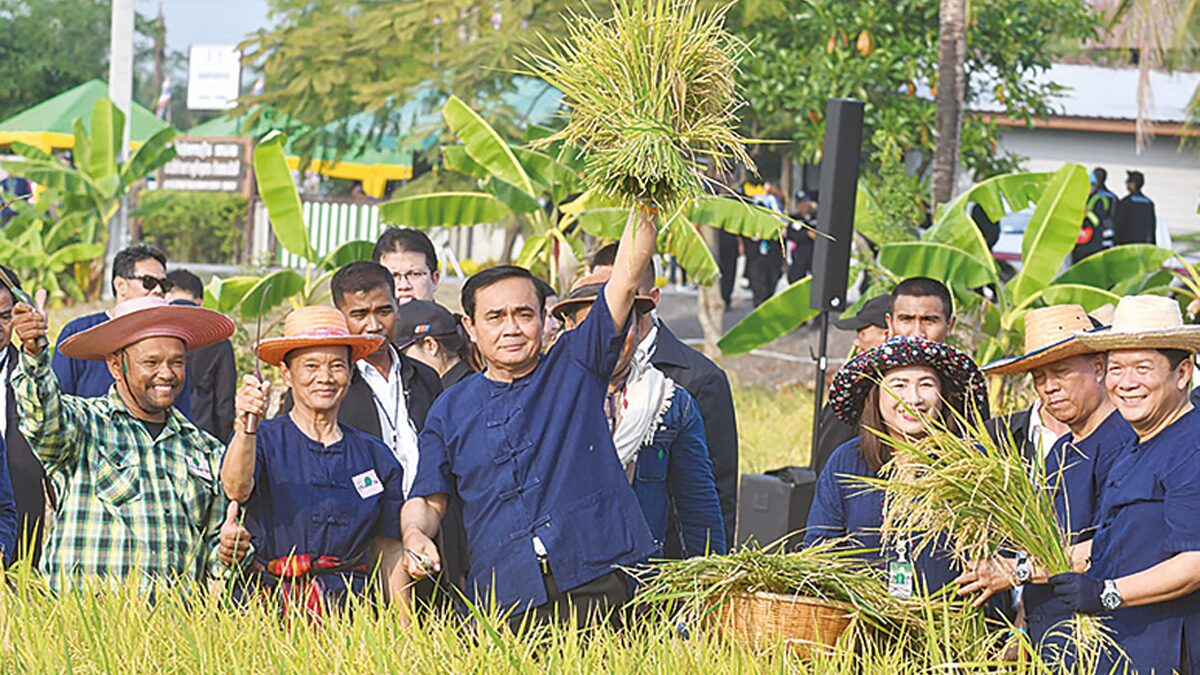 วิเคราะห์การเมือง : ประกัน ราคาข้าว กับ ประยุทธ์ จันทร์โอชา และ ประชาธิปัตย์