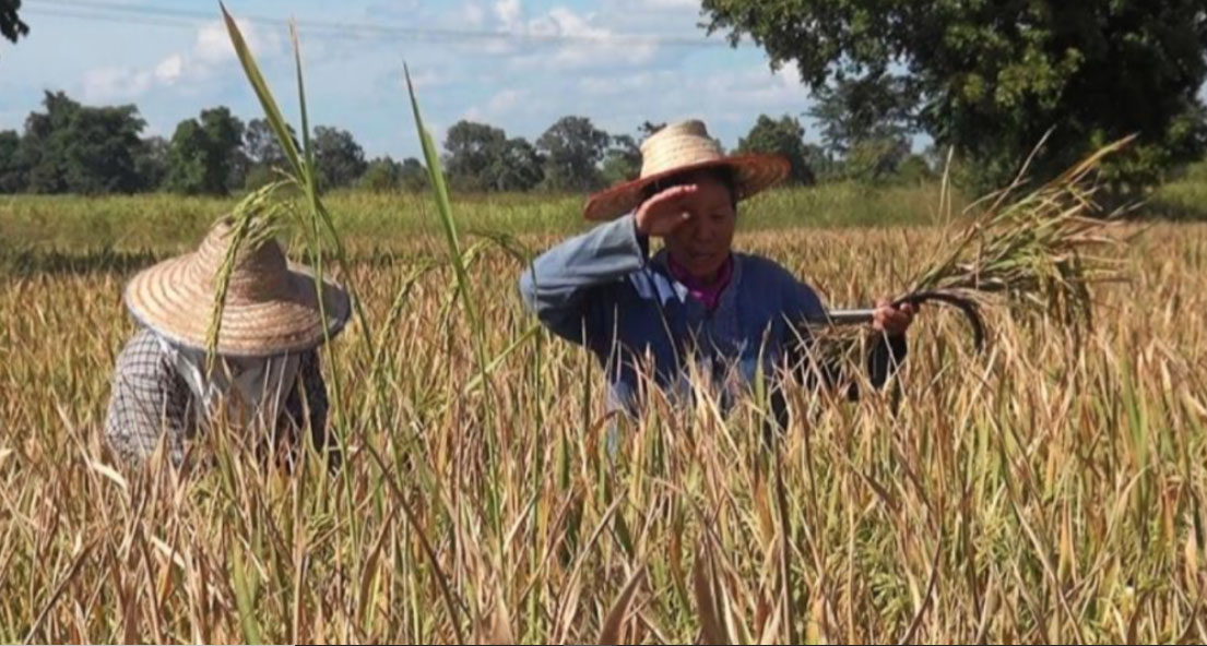 ครม.จ่อ ผลักดันวงเงินประกันรายได้เกษตรกร ผู้ปลูกข้าว ปี 2564/65 วันนี้