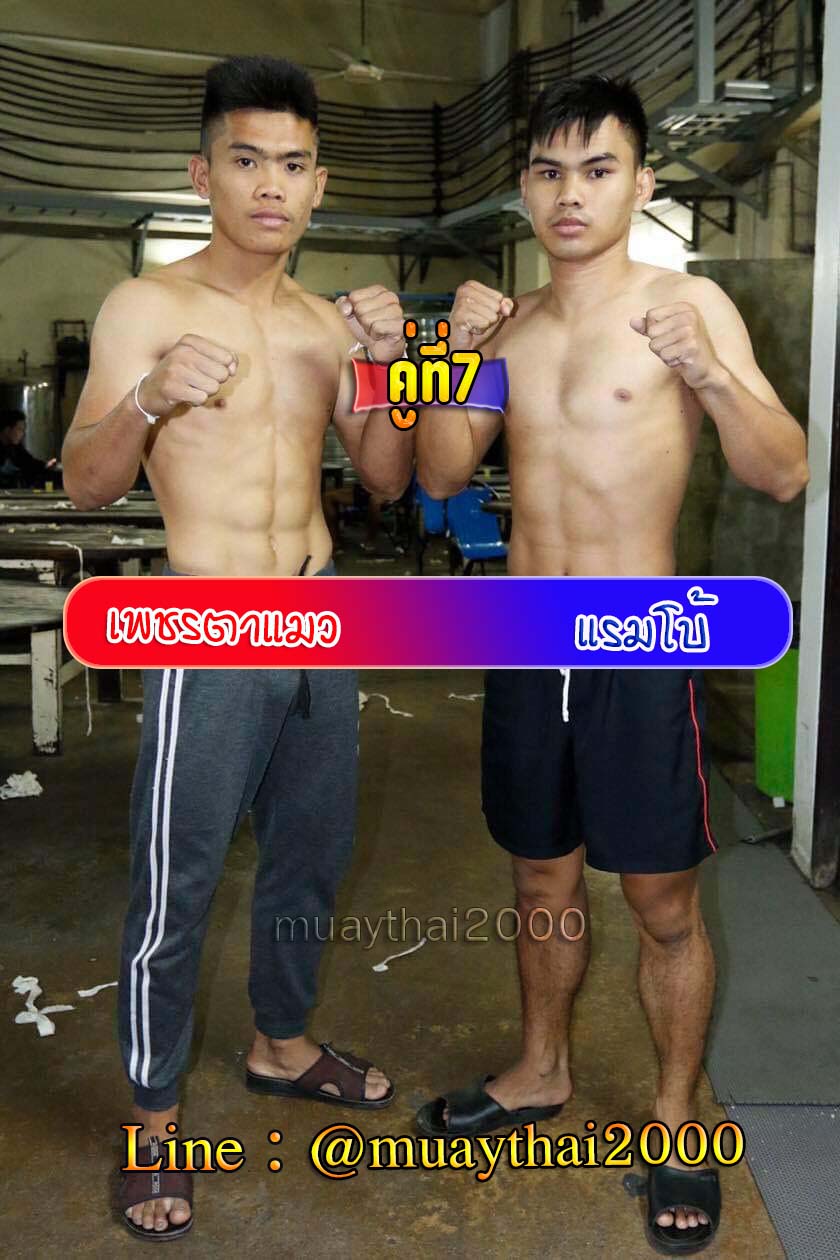 เพชรตาแมว-แรมโบ้